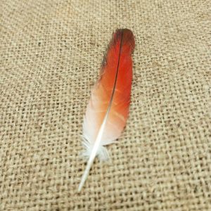 plume de perroquet