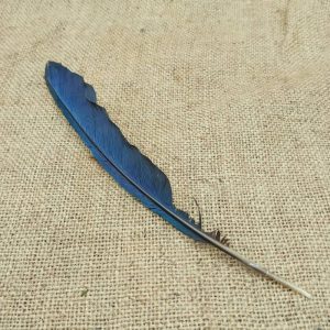 plume turaco bleu