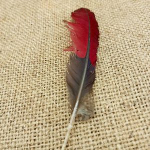 plume turaco rouge