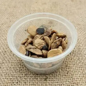 Ebere seeds / Ayokpè / graines Picralima nitida