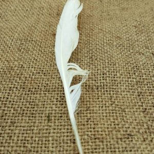 plume heron garde-bœufs