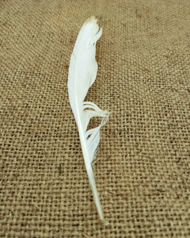 plume heron garde-bœufs