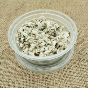 graines coton