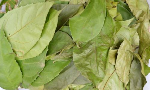 Feuilles Hysope Africaine – Image 2