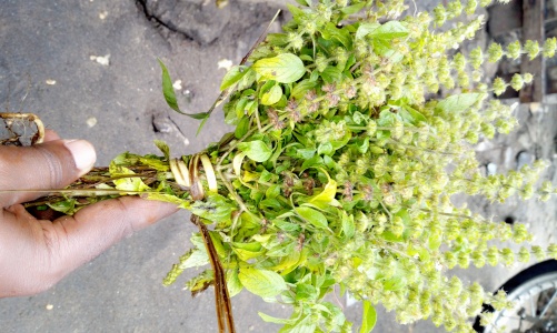 basilic