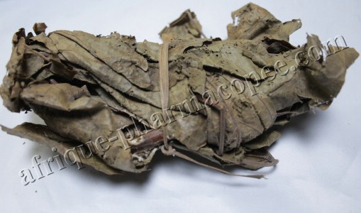 Feuilles de Djeka