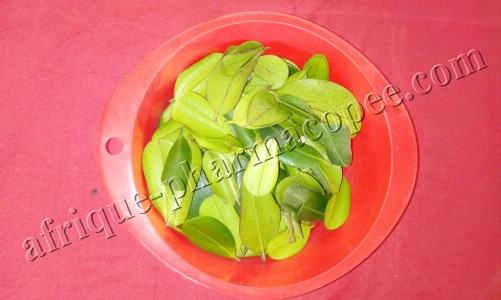 Feuilles de laurier africain – Image 2