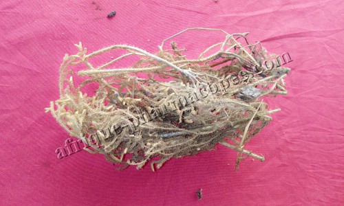 lycopodium cernuum